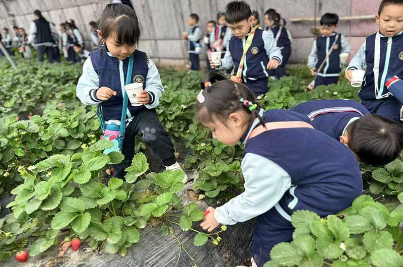 春日趣野——相约“莓”好时光┃卓锦万代兰幼稚园（浑河园）春季采摘活动
